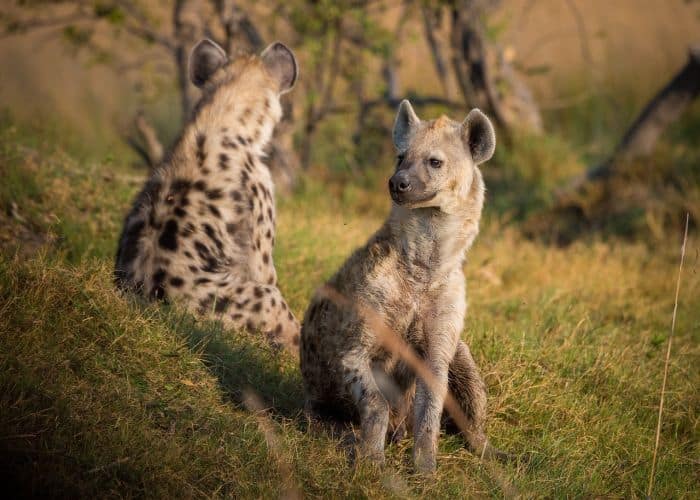 What Do Tantalus Monkeys Eat? (Spotted Hyenas) What Do Tantalus Monkeys Eat? (Spotted Hyenas)
