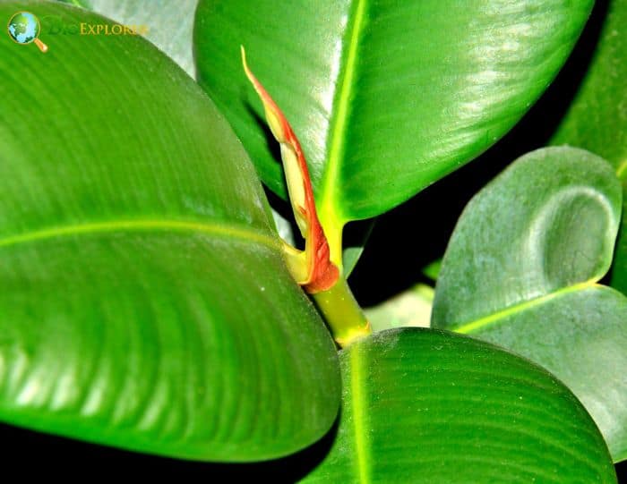 What Do White Bellied Spider Monkeys Eat Rubber Plants?