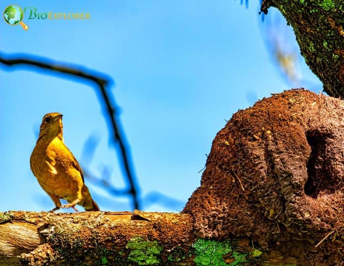 What does a rufous hornero make? What does a rufous hornero make?