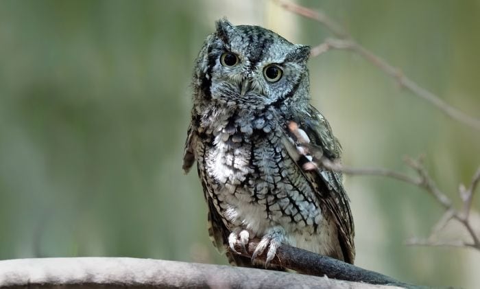 What eats Common Grackles? (Eastern Screech Owl) What eats Common Grackles? (Eastern Screech Owl)