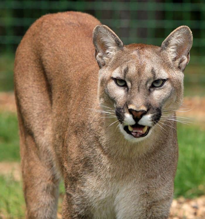 What Eats Brown Howlers? (Cougars) What Eats Brown Howlers? (Cougars)
