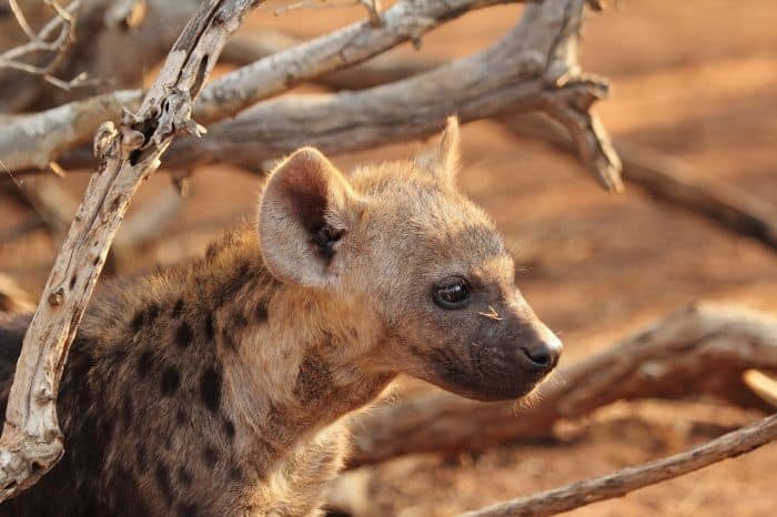 What Eats Vervet Monkeys Brown Hyenas? What Eats Vervet Monkeys Brown Hyenas?