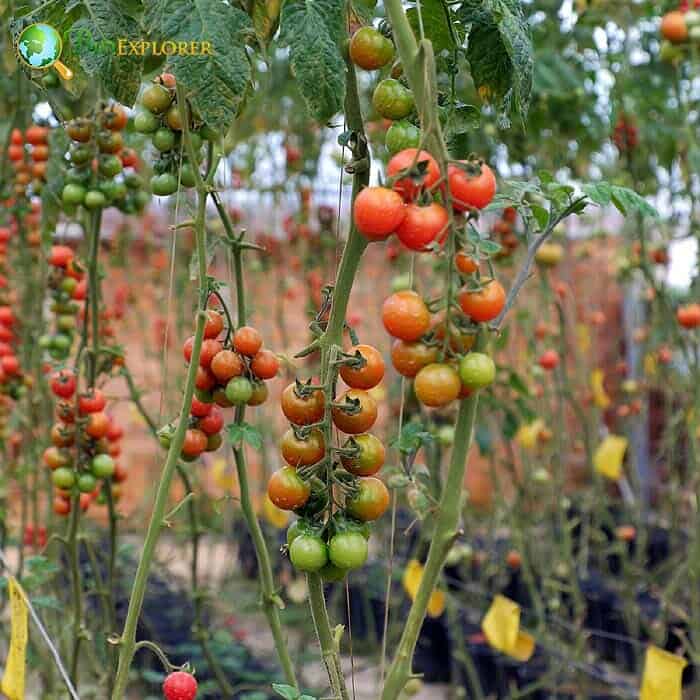 What Is Indoor Gardening? What Is Indoor Gardening?