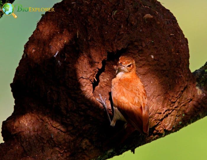 What is an interesting fact about the rufous hornero? What is an interesting fact about the rufous hornero?