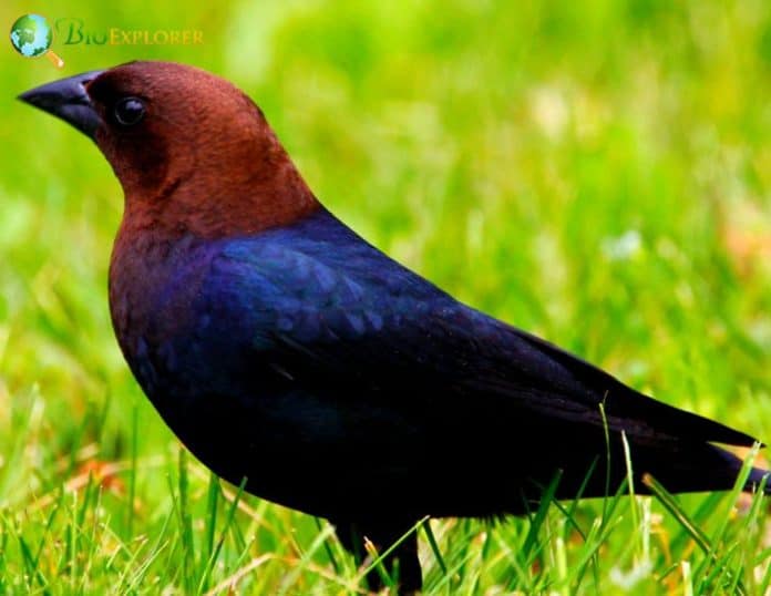 Top 30+ Black Birds Types of Black Birds DarkFeathered Birds