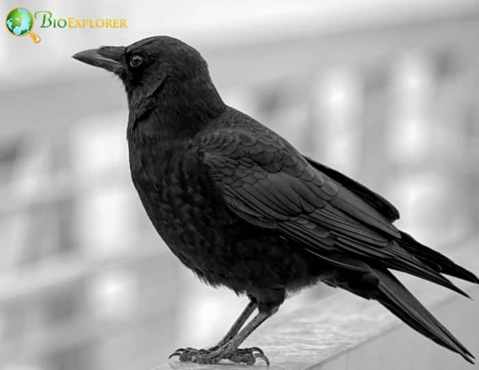 What is the difference between blackbirds, crows, and ravens?