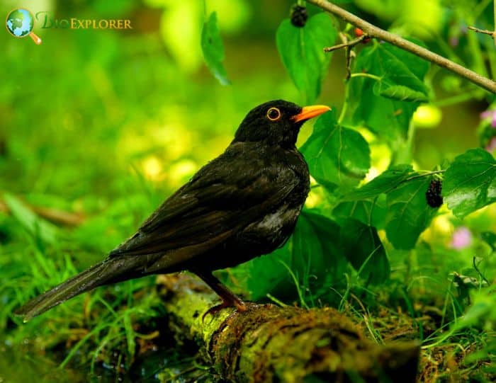 Blackbird Symbolism & Meaning  Blackbird Spirit, Totem & Power Animal