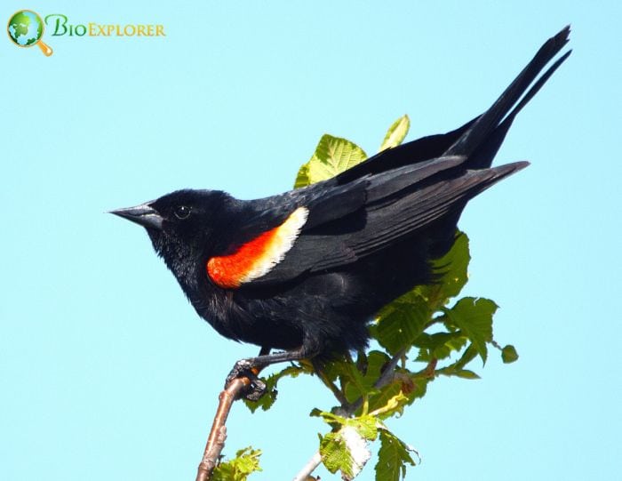 What makes black birds black?