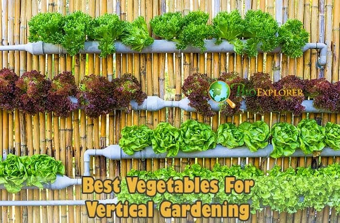 Vertical garden deals