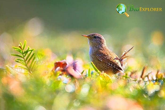 When Do Wrens Eat? When Do Wrens Eat?