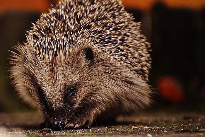 When Do Hedgehogs Eat? When Do Hedgehogs Eat?