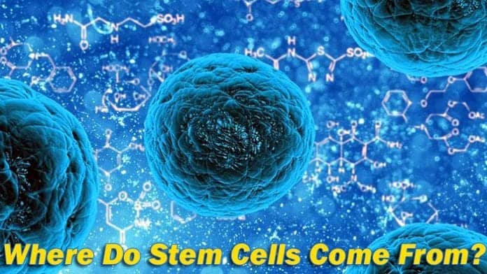 Where do stem cells come from? Where do stem cells come from?