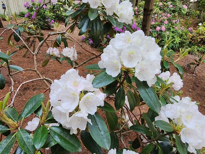 White Azalea Flowers