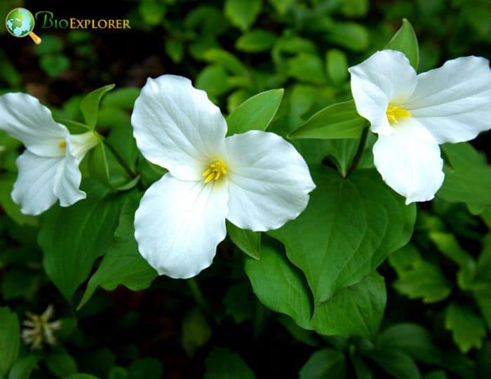 White Trillium Flowers White Trillium Flowers
