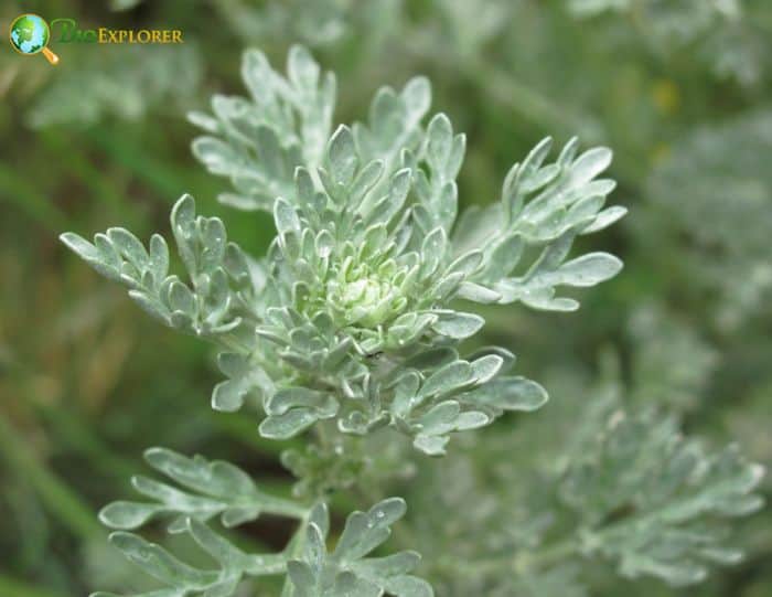 White Wormwood White Wormwood