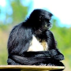 White-bellied Spider Monkey White-bellied Spider Monkey