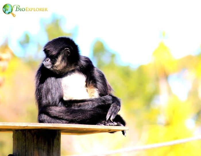 White Bellied Spider Monkey