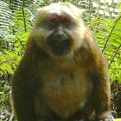 White-cheeked Macaque White-cheeked Macaque
