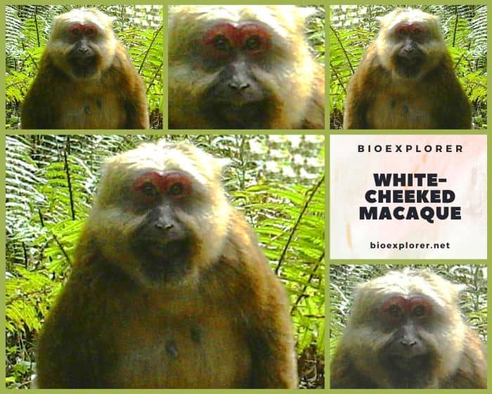 White-cheeked Macaque