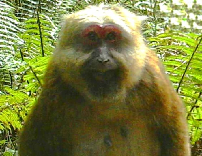 White-Cheeked Macaque White-Cheeked Macaque