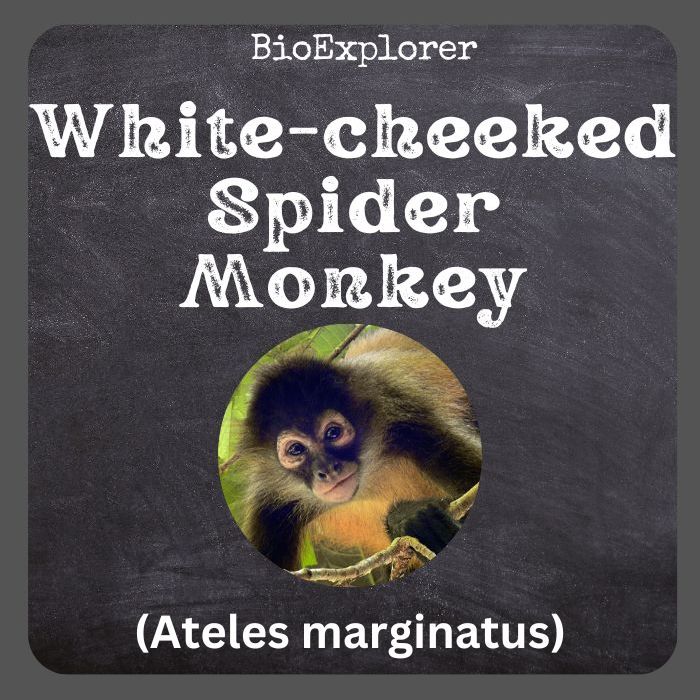 White-cheeked Spider Monkey