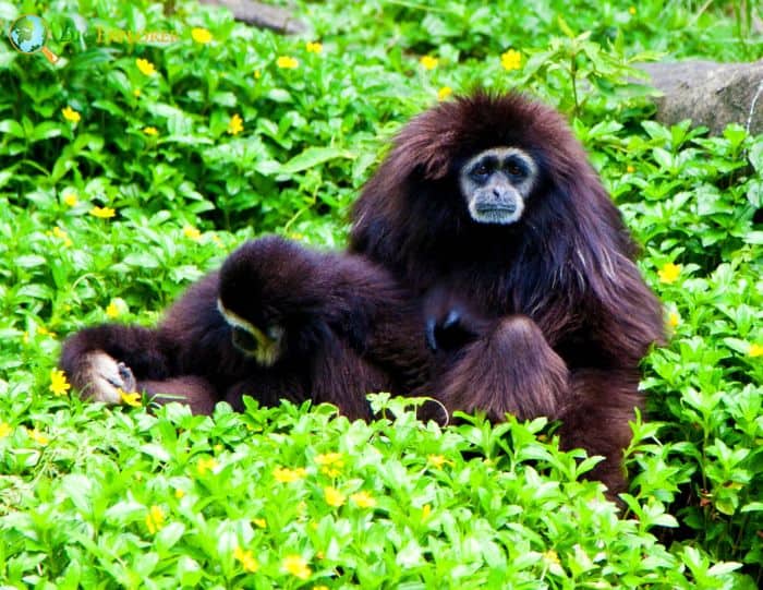 White Handed Gibbon Black White Handed Gibbon Black
