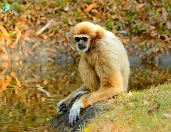 White Handed Gibbon Brown