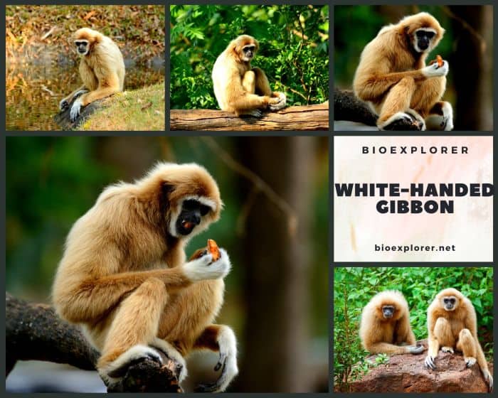 White Handed Gibbon