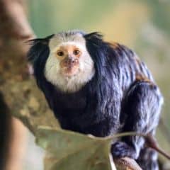 Geoffroy's marmoset Geoffroy's marmoset