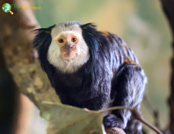 White Headed Marmoset