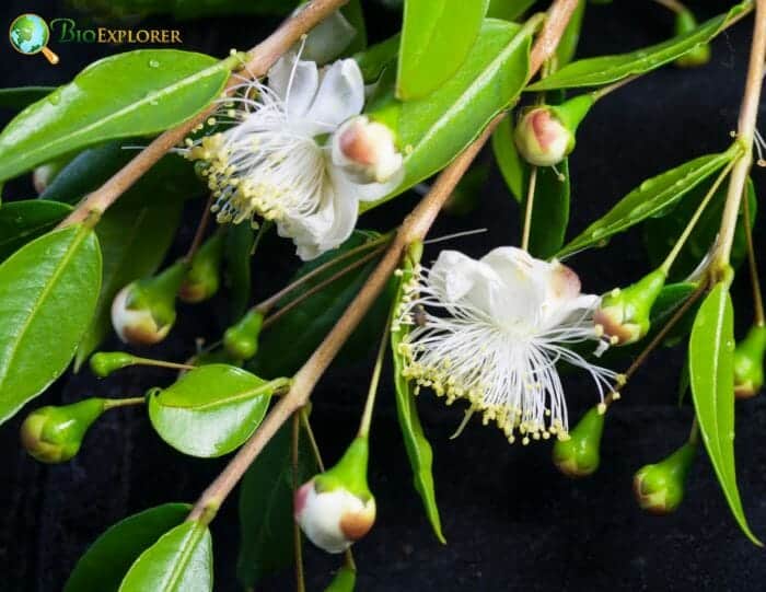 White Myrtles Flowers