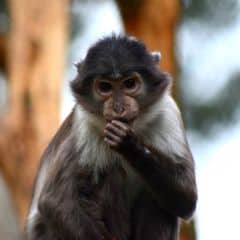 White-naped Mangabey White-naped Mangabey