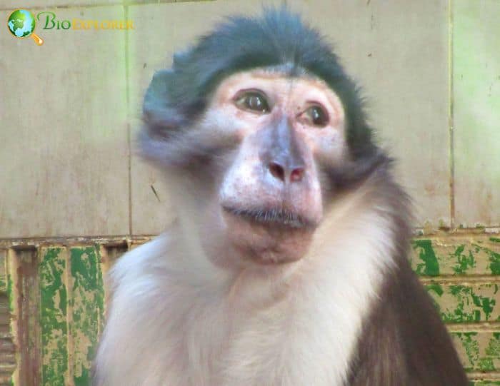 White-naped Mangabey White-naped Mangabey