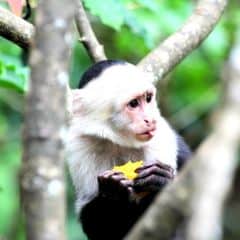 Colombian White-faced Capuchin Colombian White-faced Capuchin
