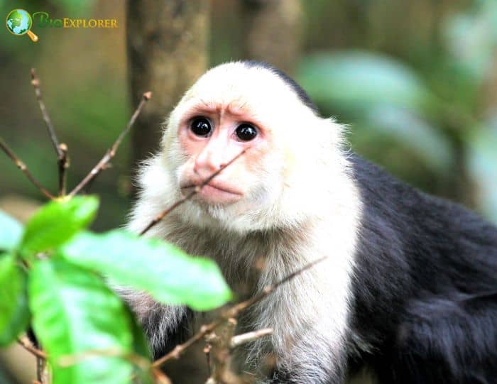 White Throated Capuchin White Throated Capuchin