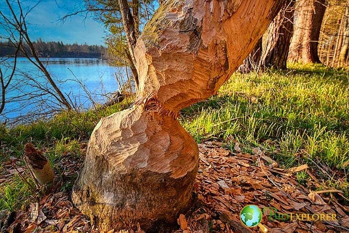 Why do beavers bite trees?