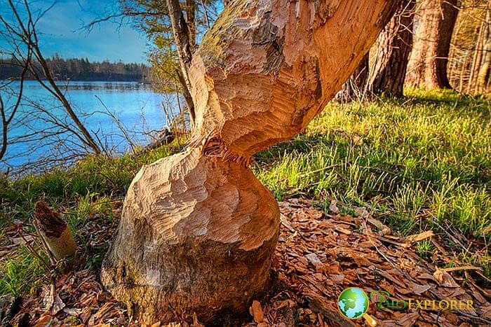 Why do beavers bite trees?