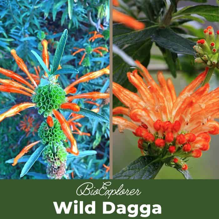 Wild Dagga