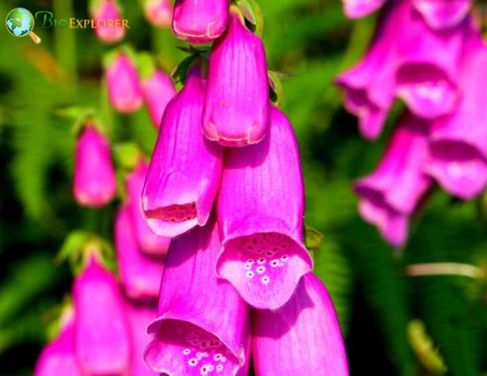 Wild Foxglove Flowers