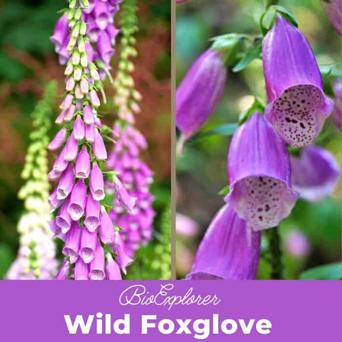 Wild Foxglove