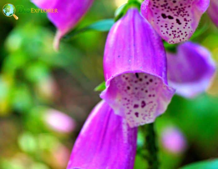 Wild Foxglove F