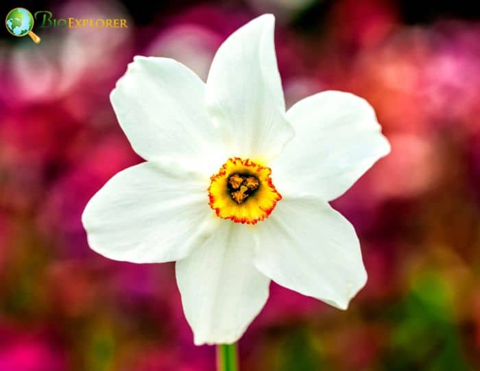 Wild Narcissus Flower | Narcissus Poeticus | Wildflower | BioExplorer