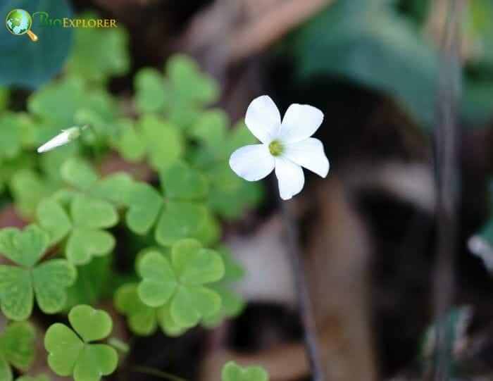 Wood Sorrel Flower