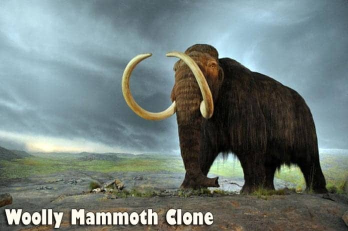 Woolly Mammoth Clone Woolly Mammoth Clone
