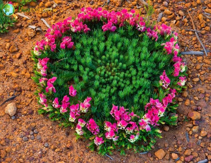 Wreath Lechenaultia Flowers