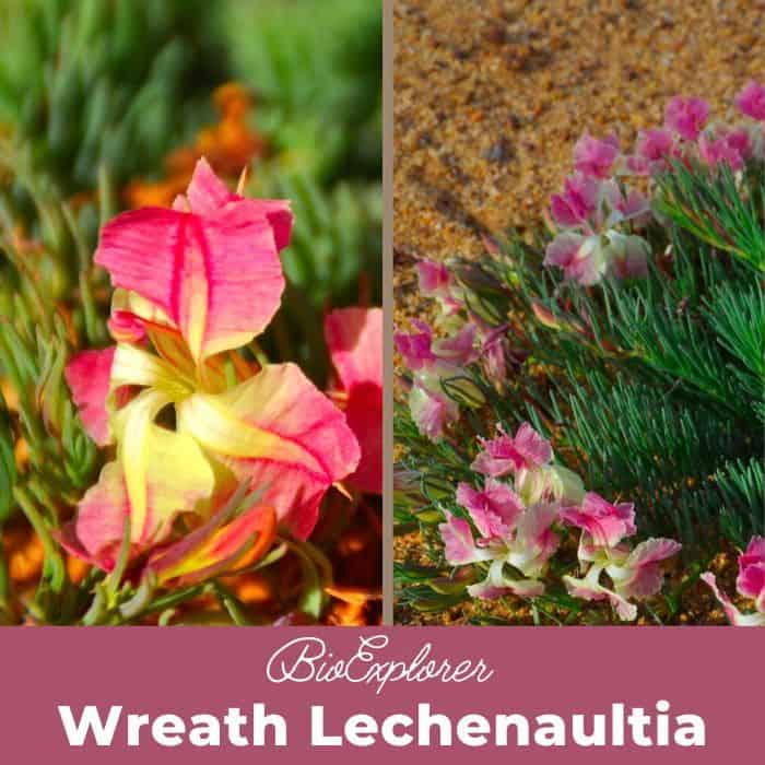 Wreath Lechenaultia