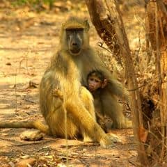 Yellow Baboon