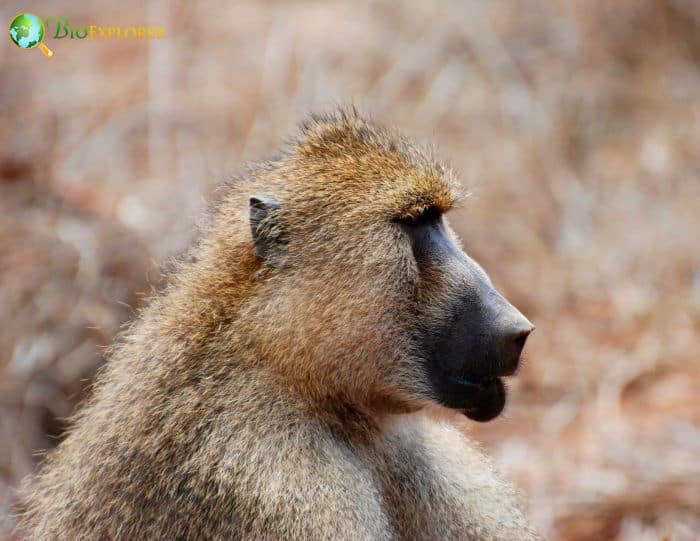 Yellow Baboon Characteristics Papio Cynocephalus Diet Facts