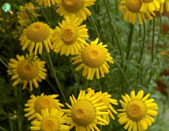 Yellow Golden Marguerite Flowers