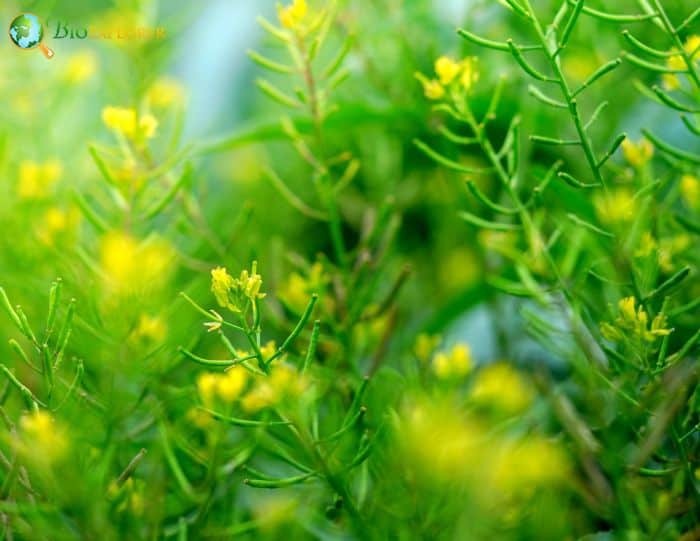 Yellow Spider Flower Yellow Spider Flower